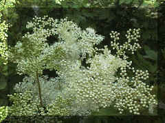 meadowsweet_05png.png (213866 bytes)