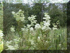 meadowsweet_06png.png (213866 bytes)