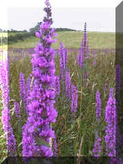 _purple_loosestrife_01.png (217755 bytes)