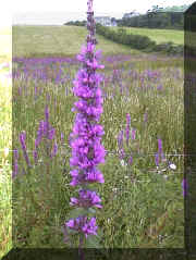 _purple_loosestrife_02.png (217755 bytes)