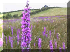 purple_loosestrife1.jpg (42316 bytes)