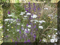 purple_toadflax_02.png (115908 bytes)