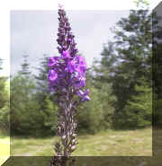 purple_toadflax_04.png (336005 bytes)