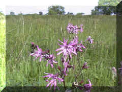 ragged_robin.jpg (45175 bytes)