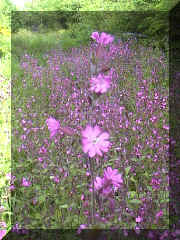 red_campion_png01.png (207655 bytes)