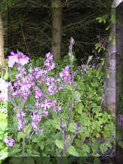 red_campion_png02.png (207655 bytes)