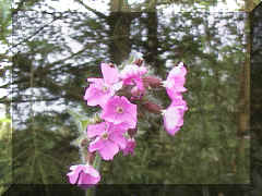 red_campion_png04.png (207524 bytes)