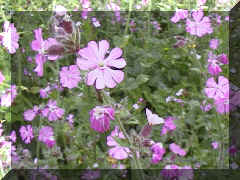 red_campion_png05.png (207524 bytes)