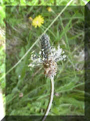 ribwort_plantain_png03.png (213999 bytes)