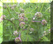 salad_burnet_png01.png (240374 bytes)