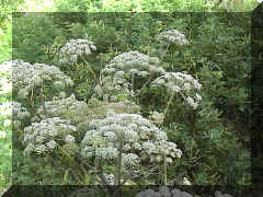 wild_angelica_01.png (207537 bytes)
