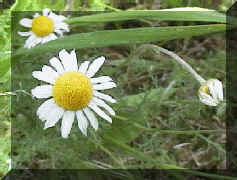 wild_chamomile_02.png (168810 bytes)