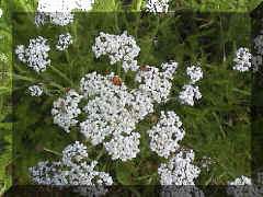 yarrow_02.png (213866 bytes)