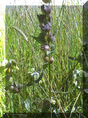 yellow_rattle_07.png (220451 bytes)