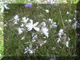 Catchfly - a Campion spp