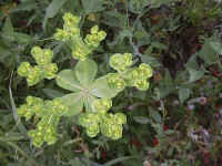 Sun_spurge_01.jpg (37347 bytes)