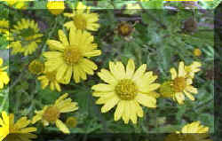 Corn Marigold