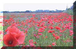 corn_poppy