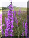 _purple_loosestrife_01.png (217755 bytes)