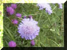 field_scabious_06png_small.jpg (8436 bytes)