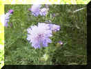 field_scabious_09png_small.jpg (8823 bytes)