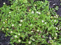 Yellow Pimpernel, a wet wood land species. Wet woods are under threat and this species has many forms that would be suitable for introducing to horticulture but some are already extinct.