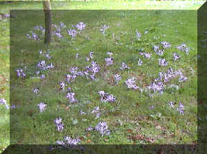 _autumn_crocus_01.jpg (29200 bytes)