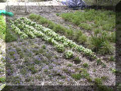 Primrose_mulch_beds_02.png (212006 bytes)